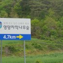자작나무숲중간 이미지
