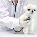 용산동물의료센터 이미지