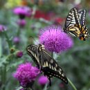 태안나비 이미지