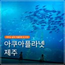제주커머스 | 아쿠아플라넷 제주 (아쿠아리움) 후기 + 할인 정보, 공연시간