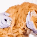 도곡치유동물병원 이미지