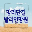 인 | [서울 맛집] 망리단길 발리인망원 후기