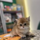 김해 강아지분양 고양이분양 도그하우스 외동점 네이버블로그