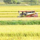 황금들녁 이미지