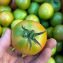 판매종료 // 강원도 찰토마토 10키로 무료배송 이미지