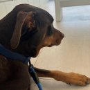 메이플 동물의료센터 이미지