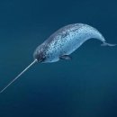 바다의 유니콘 일각고래 이미지