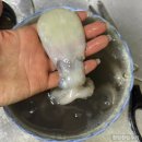 신선가 | 신선만 알 주꾸미 택배주문 , 솔직 후기