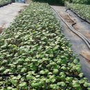 속리산농장 이미지