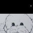 세븐 독 이미지