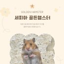 스프링 햄스터 이미지