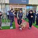 이번생은 댕댕이 이미지