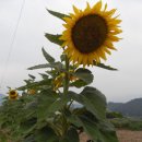 선농장 이미지