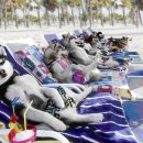 오뉴월 개팔자 이미지