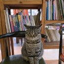 다정매점 | 하나투어 푸바오 푸키지 후기 6: 비오는 날 선수핑 기지 오픈런~ (목월청람 조식, 고양이, 선수핑 매점)