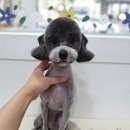 포시랍개 이미지