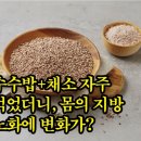 건강하자＞ 수수밥+채소 자주 먹었더니, 몸의 지방-노화에 변화가? 이미지