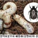 희망곤충농장 이미지