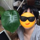 플랜몬