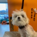 커몽커몽펫 이미지