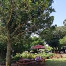 세화 동백그늘 이미지