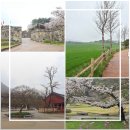 푸르른 농장 | 고창 반값 여행으로 즐기는 고창 학원농장 청보리밭 축제 일정과 선운사 고창읍성 힐링 여행