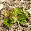 레디쉬 휴 이미지