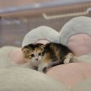 김해 해피몽 김해강아지분양 고양이분양 이미지