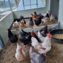 도혜원민박 이미지