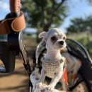 홈즈펫타운 이미지