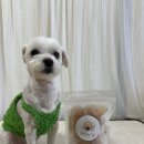 꼬소한댕 이미지