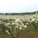 큰샘농원 이미지