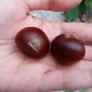 라고스테마 이미지