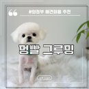 103 | 의정부 민락동 애견미용 멍빨그루밍 후기
