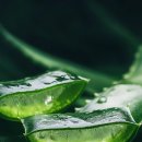 알로에(ALOE)