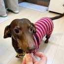 동부유일약국 | [일본생활] 이사 준비, 화이트데이, 멧비둘기, 약셔틀 디엔, 냉장고 주문, 옥수수전분 치즈케이크, 제육...