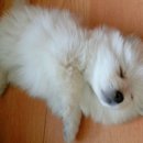 뽀시래기 이미지