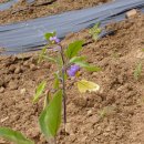 오삼농장 이미지