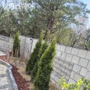 밀키스테이 이미지