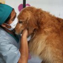 희망 애견 미용실 이미지