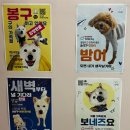 포레그스 이미지