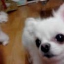 로얄애견 이미지