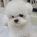 어스펫(US-pet) 네이버블로그