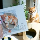 <b>스냅스</b> AI로 귀여운 반려동물 고양이 사진으로 셀프 포토북 만들기