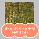 도리 마을회관 | 🍁 경주 가을여행 | 도리마을 은행나무숲 후기 (위치·주차·먹거리까지)