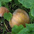 고강동 12 이미지