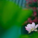 양지-2788 이미지