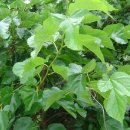 ♣뽕잎의 효능과 복용방법♣ 이미지