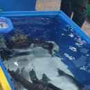 함안활어 이미지