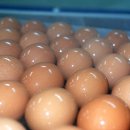 신선한 계란[달걀] 고르는 법 이미지